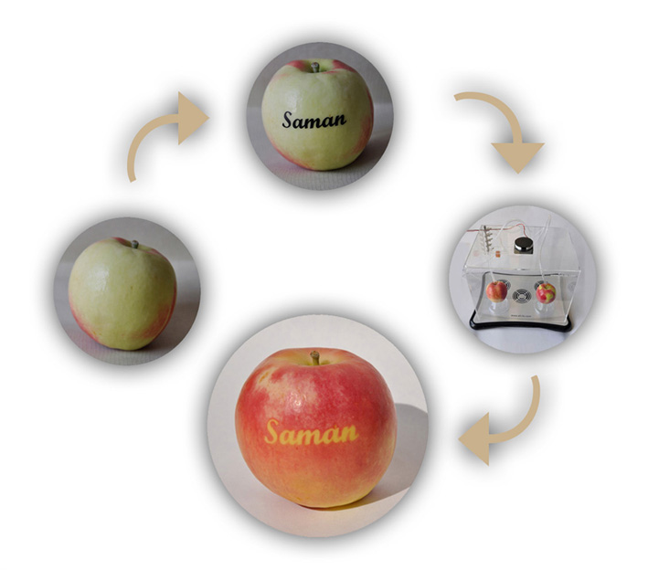 Bean with Persian Happy New Year text and its sprout