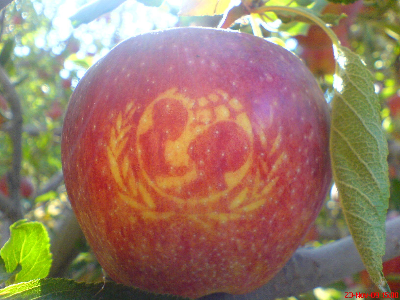 Apple with child and laurel symbol