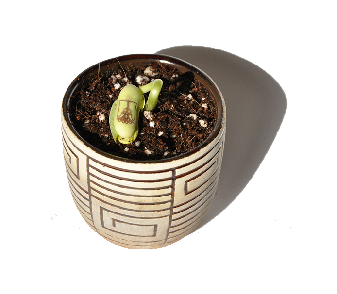 Sprouting bean with logo in ceramic pot